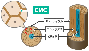 CMC キューティクル コルテックス メデュラ