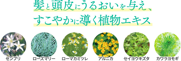 髪と頭皮にうるおいを与え、すこやかに　センブリ ローズマリー ローマカミツレ アルニカ セイヨウキズタ カワラヨモギ