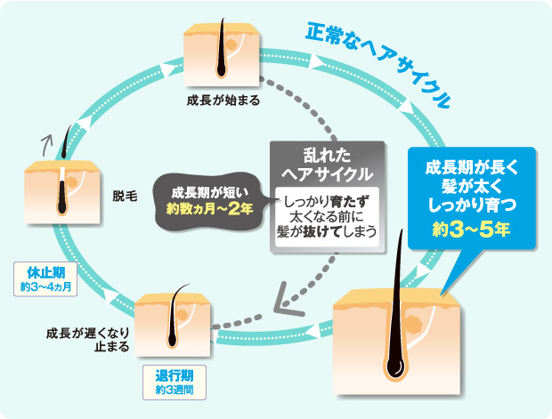 ヘアサイクルイメージ