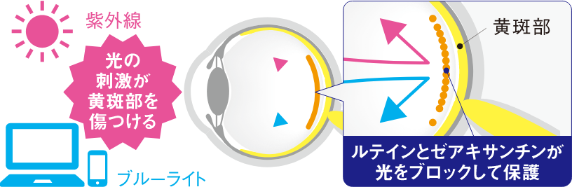 ルテインとゼアキサンチンが紫外線やブルーライトなどの光刺激から細胞を保護