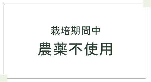 栽培期間中 農薬不使用