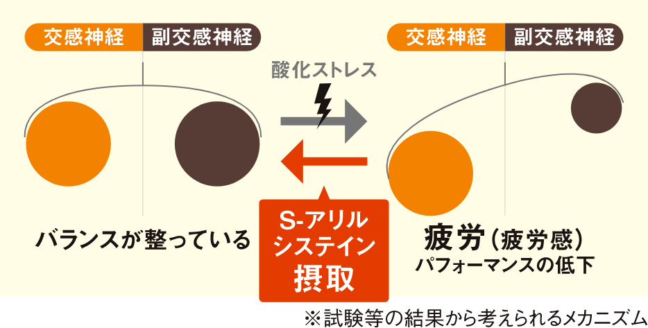 試験等の結果から考えられる疲労のメカニズム