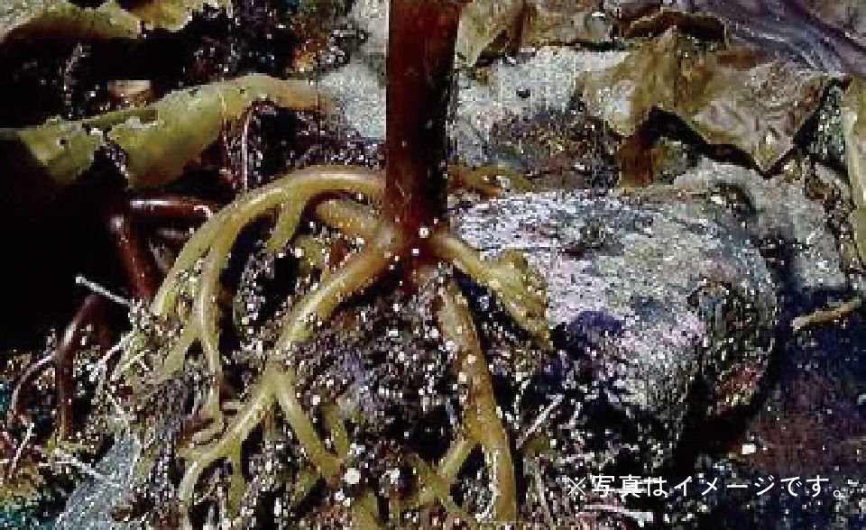 昆布の仮根