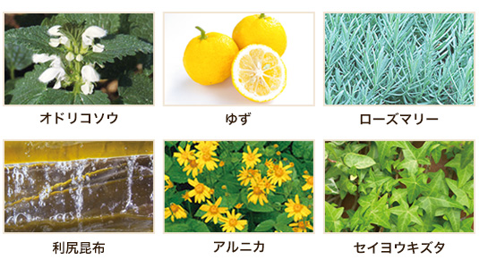 オドリコソウ ゆず ローズマリー 利尻昆布 アルニカ セイヨウキズタ
