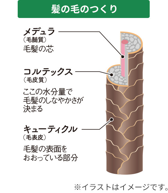 髪の毛のつくりを説明した画像